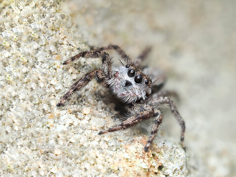 A Close-up Focus Stracked Image of a Female Tan Jumping Spider on a Brick Wall