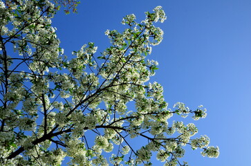 Blooming crown of a cherry tree against a bright blue sky.