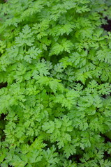 Naklejka na ściany i meble Densely growing bright green openwork chervil is a weed.