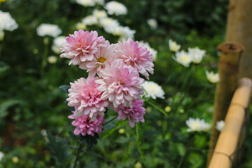 Chrysanthemum flowers in full bloom in Indonesia greenhouse