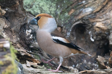 Kernbeißer (Coccothraustes coccothraustes)