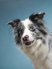 Happy dog on a blue background. Funny looking border collie. Pet in studio 