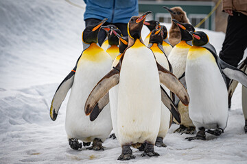 旭山動物園のペンギン歩行