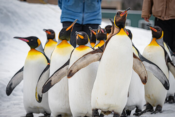 旭山動物園のペンギン歩行 © 模公 黒川