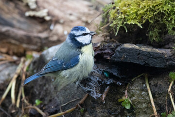 Blaumeise (Cyanistes caeruleu)