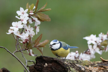 Blaumeise (Cyanistes caeruleu)