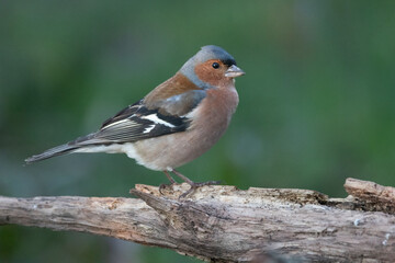 Buchfink (Fringilla coelebs)