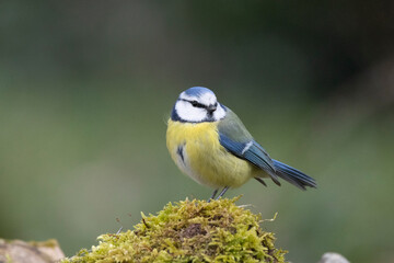 Blaumeise (Cyanistes caeruleu)