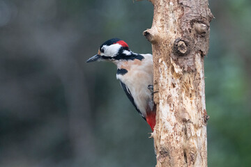 Buntspecht (Dendrocopos major)