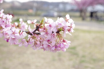 親子で楽しむ春の風物詩、桜花見
