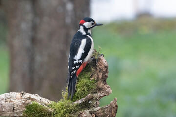 Buntspecht (Dendrocopos major)