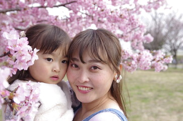 親子で楽しむ春の風物詩、桜花見
