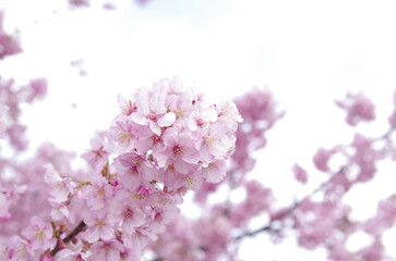親子で楽しむ春の風物詩、桜花見
