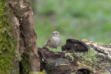 Heckenbraunelle (Prunella modularis)
