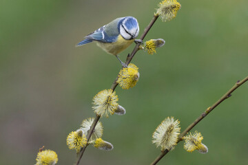 Blaumeise (Cyanistes caeruleu)