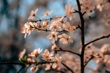 blossom in spring