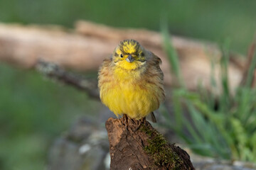 Goldammer (Emberiza citrinella)