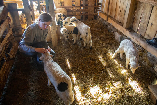 Farmer Woman In Shed Petting Young Sheep And Lambs