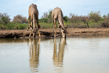 Two Female Kudu with Reflections drinking at a watering hole in Botswana