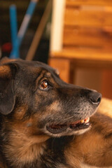 sad dog expression close-up