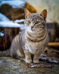 cat in the snow