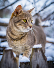 cat in snow