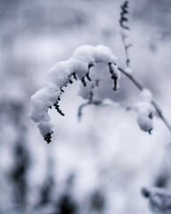 snow covered branches