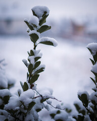 snow on branches