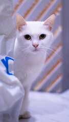white cat