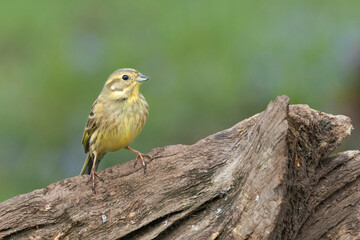 Goldammer (Emberiza citrinella)