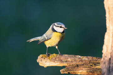 Blaumeise (Cyanistes caeruleu)