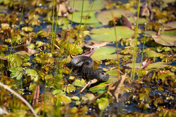 Small Watersnake In The Louisiana Marsh. March 2023.