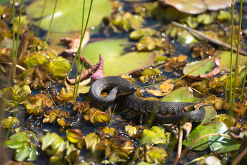 A Small Watersnake On Top Of The Marsh Lilies In Southeast Louisiana, March 2023.