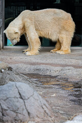 旭山動物園のシロクマ