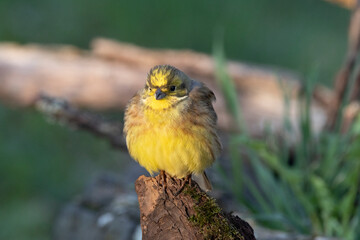 Goldammer (Emberiza citrinella)