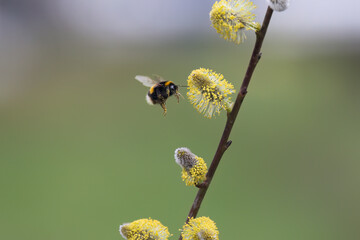 Hummel an Weidekätzchen