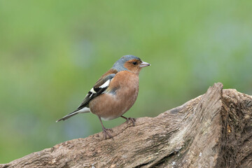 Buchfink (Fringilla coelebs)