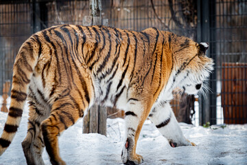 旭山動物園のトラ