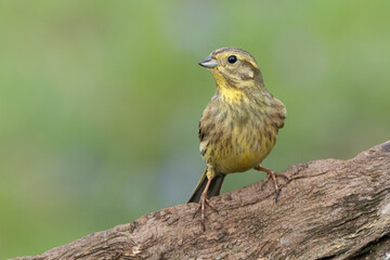 Goldammer (Emberiza citrinella)