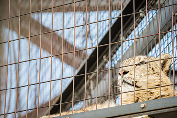 旭山動物園のトラ