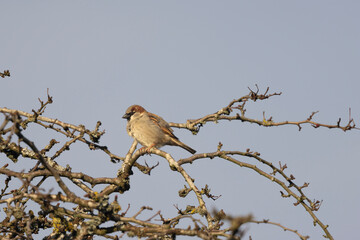 Haussperling (Passer domesticus)