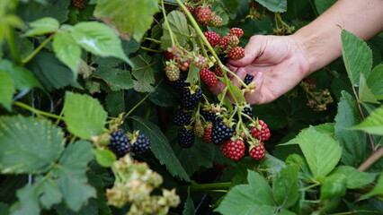 Blackberry. Rubus Eubatus. Harvesting blackberries by hand. Wild ripe and unripe blackberries grow on the bush. Female hands holding a blackberry. Selective focus
