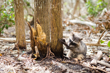 Racoons in El Corchito Ecological Reserve Mexico