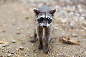 Racoons in El Corchito Ecological Reserve Mexico