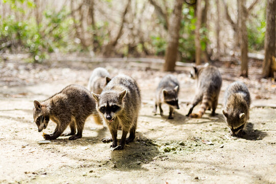 Racoons in El Corchito Ecological Reserve Mexico © sitriel