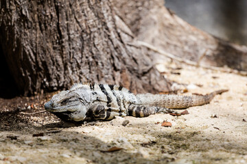 Lizard in El Corchito Ecological Reserve Mexico