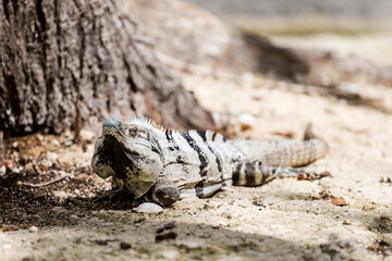 Lizard in El Corchito Ecological Reserve Mexico