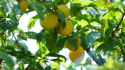 Yellow plum. Prunus cerasifera. Plum fruits are ripening on the branches of the tree