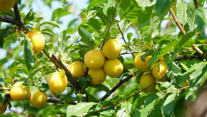 Yellow plum. Prunus cerasifera. Plum fruits are ripening on the branches of the tree. Old fruit trees. Organic crops