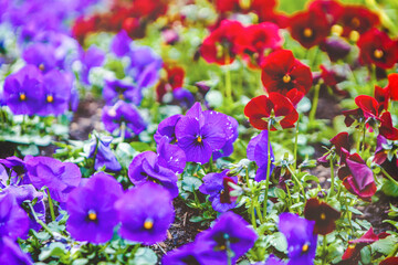 Fototapeta na wymiar Colorful pansies flowers growing in a flowerbed in a city in spring outdoors, violacea